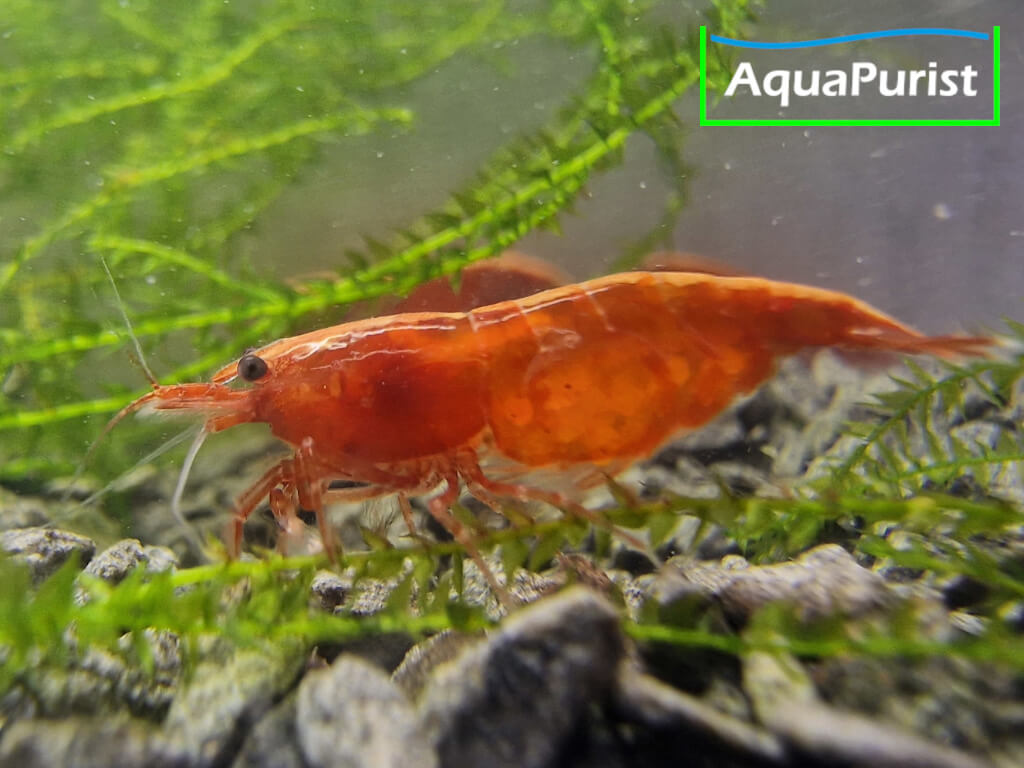Bloody Mary True Neon Garnele (Neocaridina davidi)