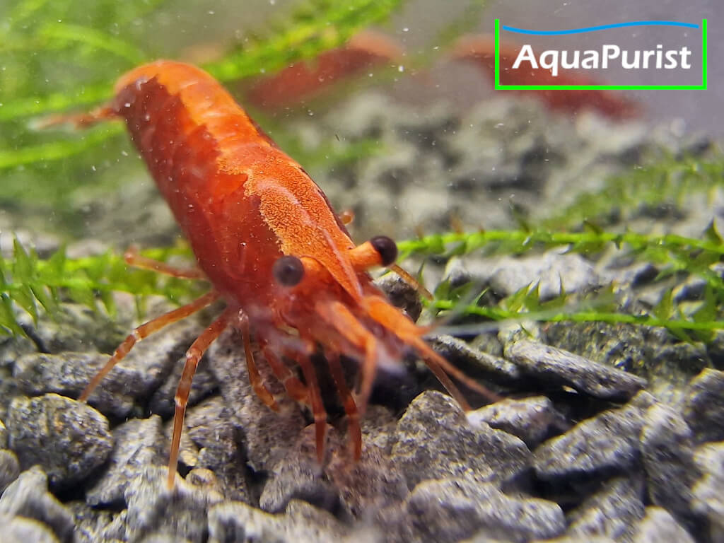 Bloody Mary True Neon Garnele (Neocaridina davidi)