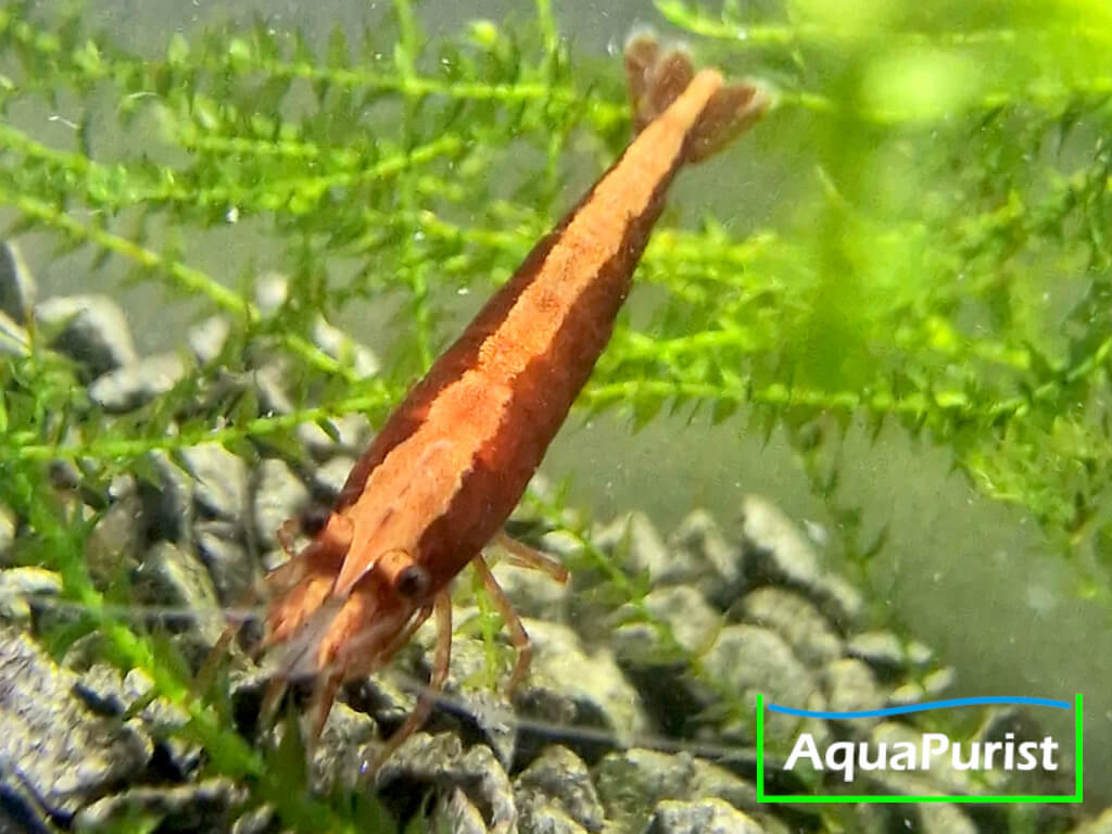 Bloody Mary True Neon Garnele (Neocaridina davidi)