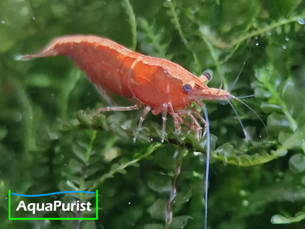 Bloody Mary True Neon Garnele (Neocaridina davidi)