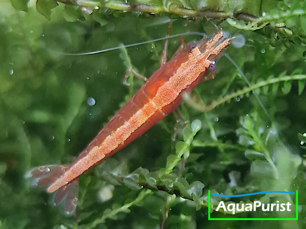 Bloody Mary True Neon Garnele (Neocaridina davidi)