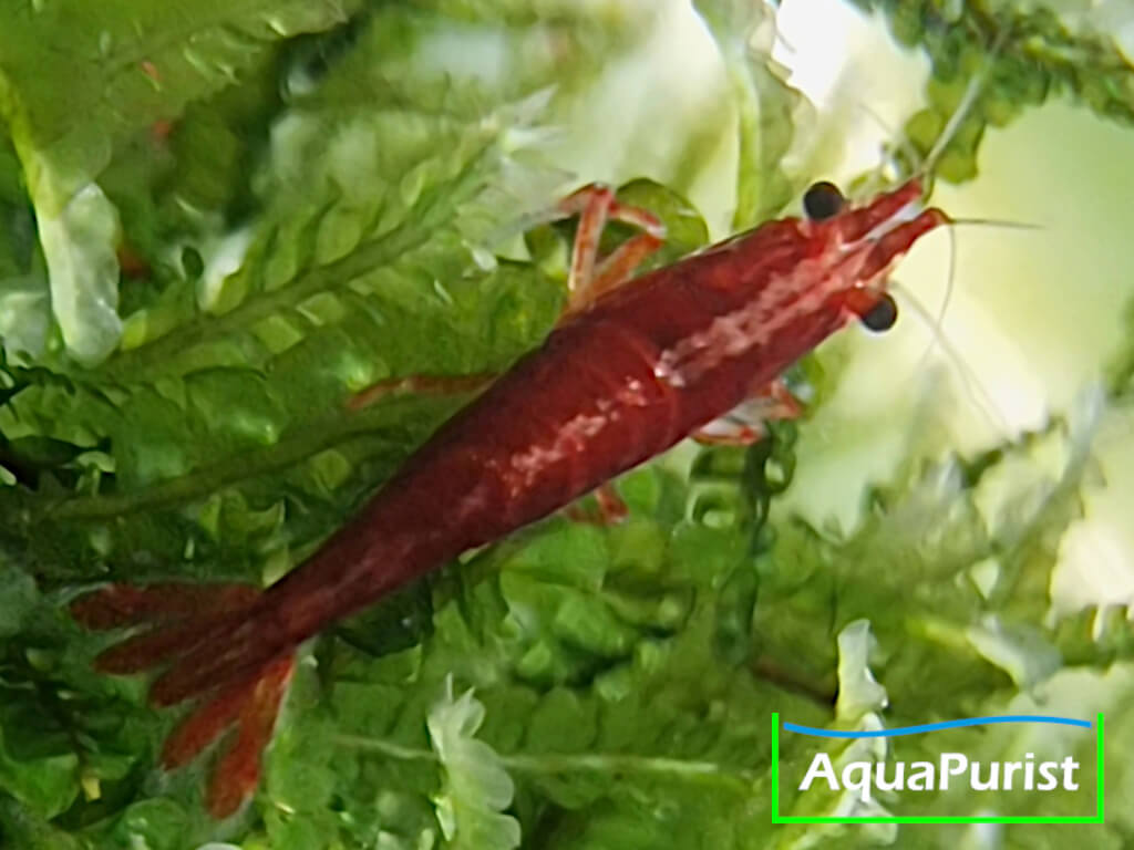 Bloody Mary True Neon Garnele (Neocaridina davidi)