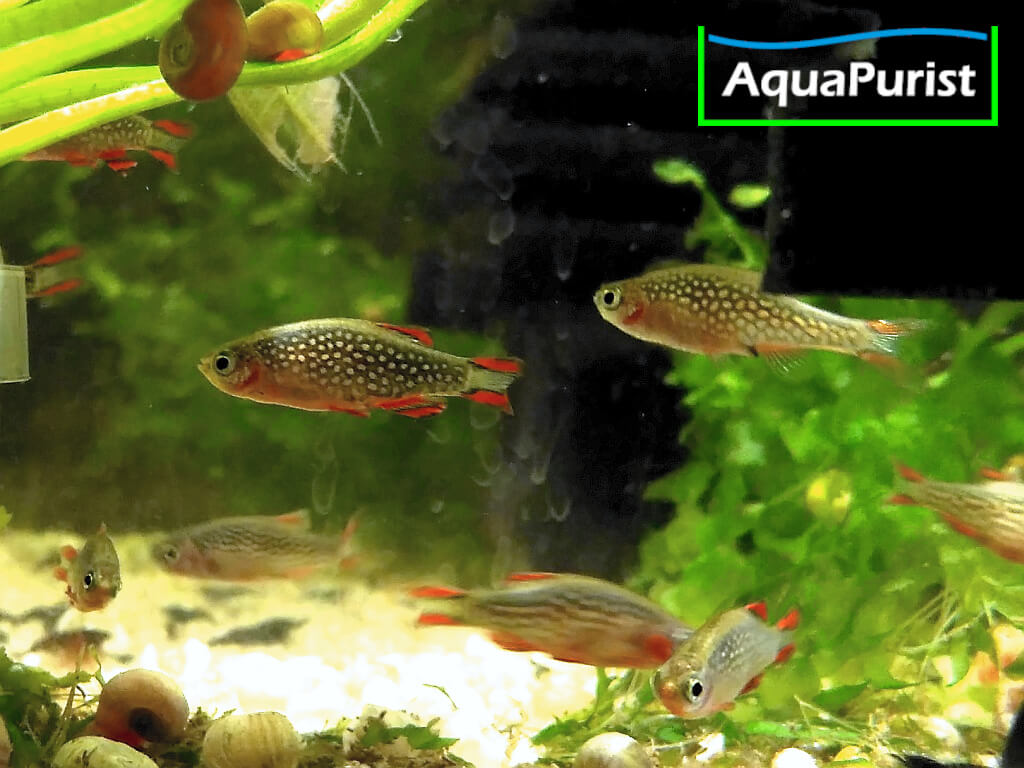 Perlhuhnbärblinge, Rasbora Galaxy, Danio margaritatus