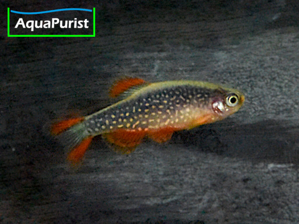 Perlhuhnbärblinge, Rasbora Galaxy, Danio margaritatus
