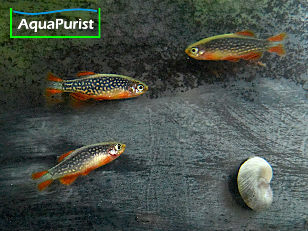 Perlhuhnbärblinge, Rasbora Galaxy, Danio margaritatus