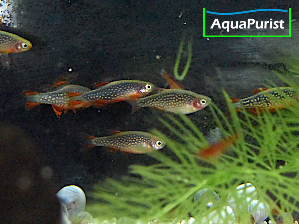 Perlhuhnbärblinge, Rasbora Galaxy, Danio margaritatus