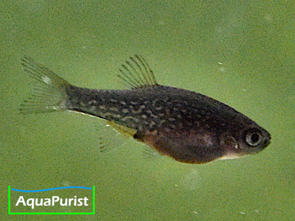 Perlhuhnbärblinge, Rasbora Galaxy, Danio margaritatus