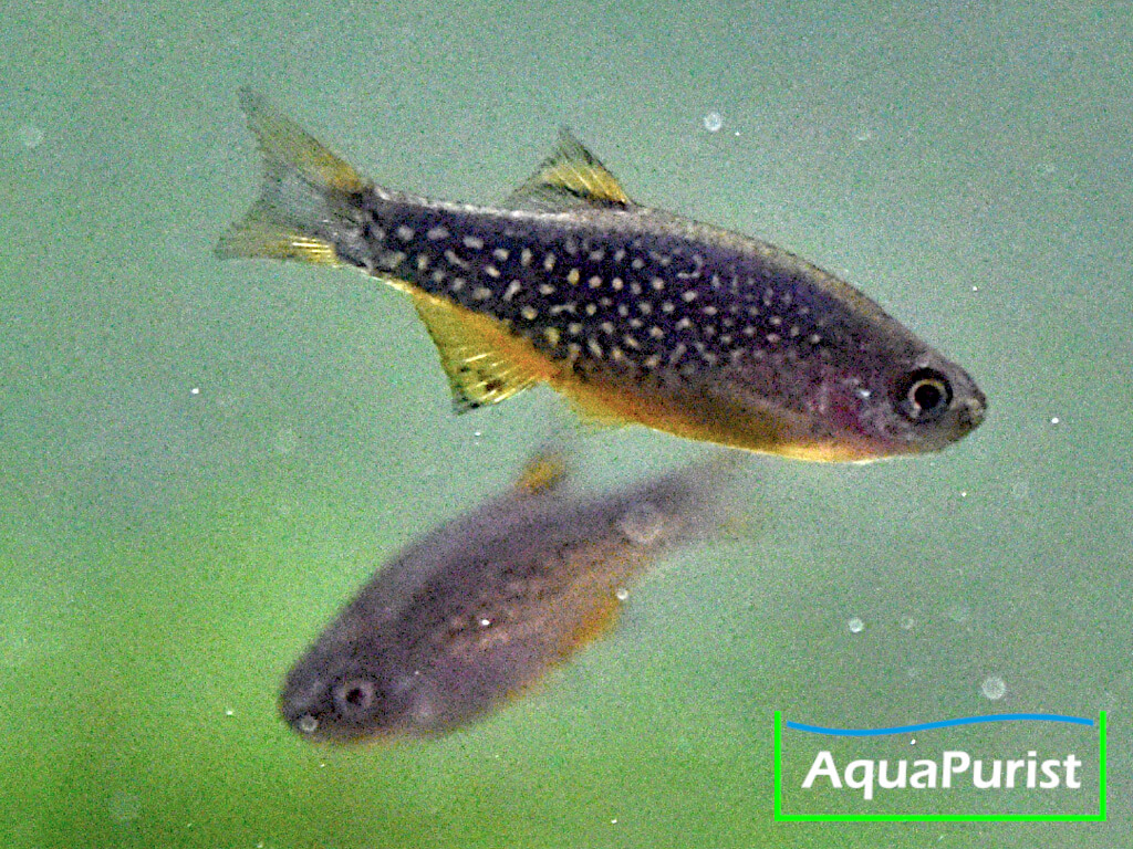 Perlhuhnbärblinge, Rasbora Galaxy, Danio margaritatus