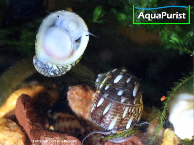 Gemeine Kahnschnecke (Theodoxus fluviatilis) Gemeine Kahnschnecke (Theodoxus fluviatilis)