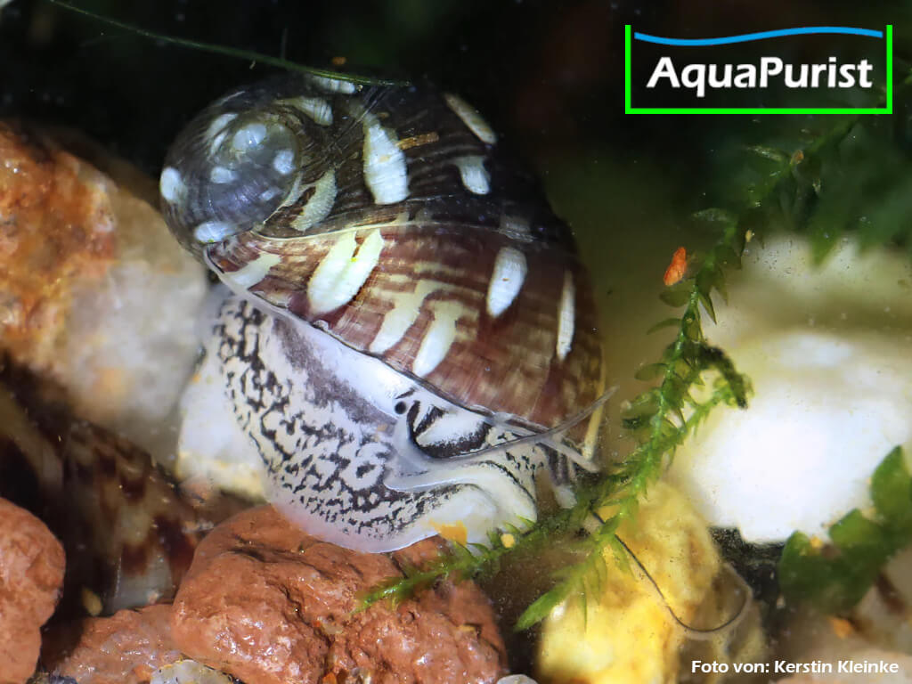 Gemeine Kahnschnecke (Theodoxus fluviatilis) Gemeine Kahnschnecke (Theodoxus fluviatilis)