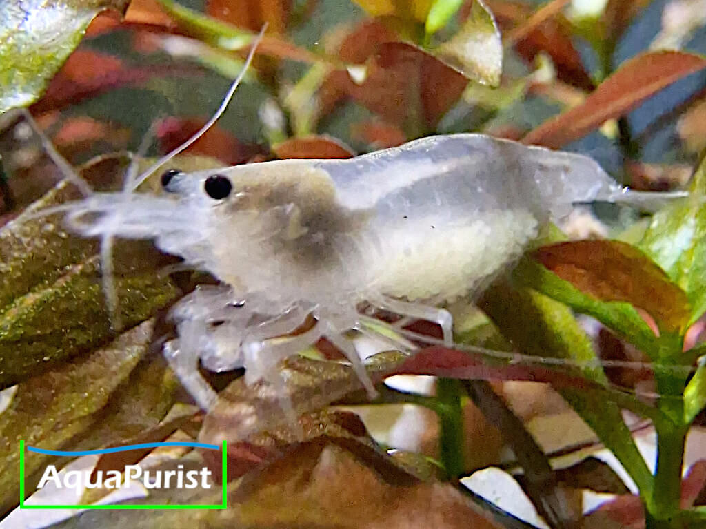 Amanogarnele SNOW (Caridina multidentata) - DNZ!