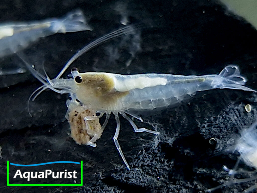 Amanogarnele SNOW (Caridina multidentata) - DNZ!
