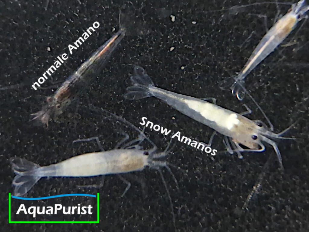 Amanogarnele SNOW (Caridina multidentata) - DNZ!