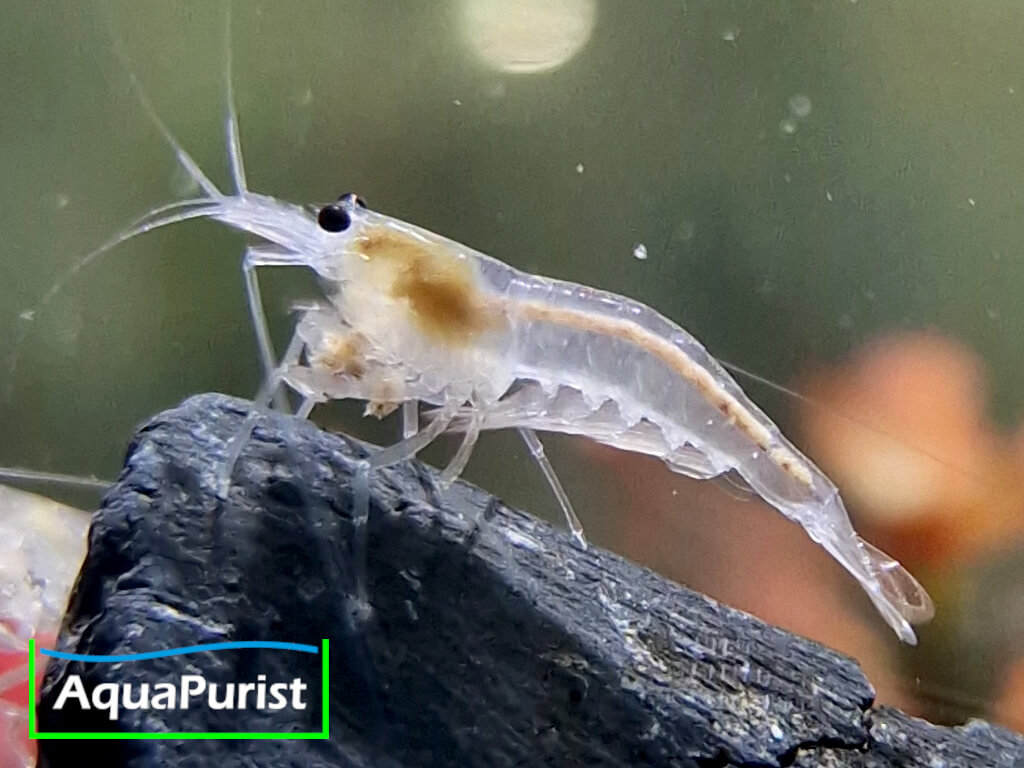 Amanogarnele SNOW (Caridina multidentata) - DNZ!