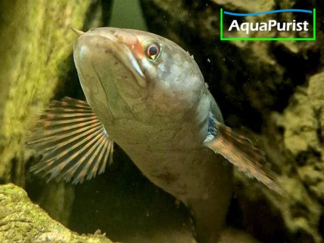 Cylon-Schlangenkopffisch,Channa orientalis, Kottawa Forest