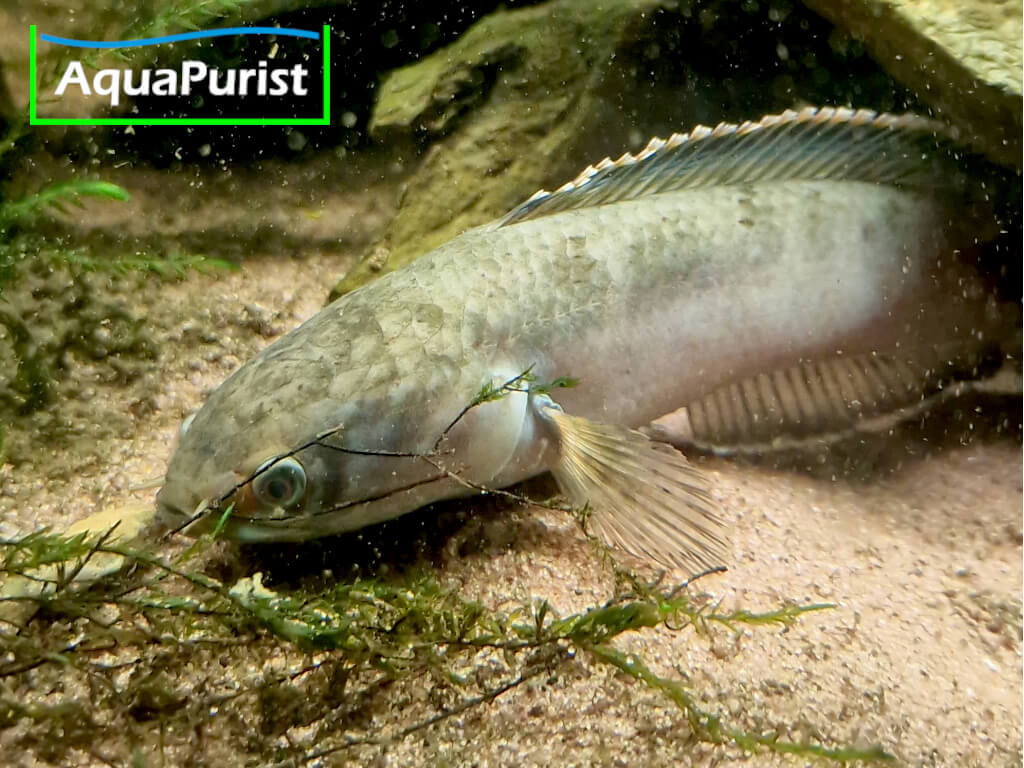 Cylon-Schlangenkopffisch,Channa orientalis, Kottawa Forest
