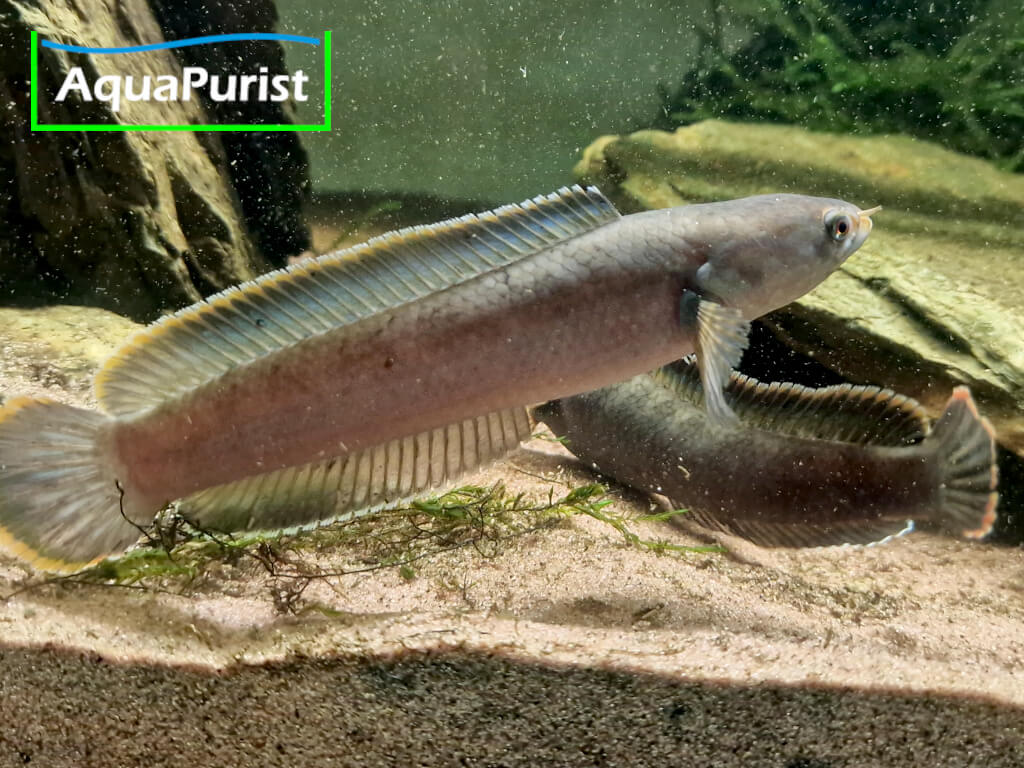 Cylon-Schlangenkopffisch,Channa orientalis, Kottawa Forest
