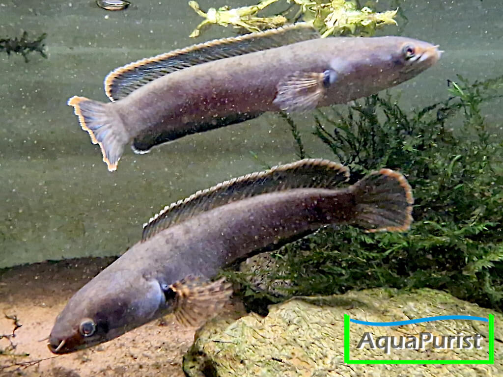 Cylon-Schlangenkopffisch,Channa orientalis, Kottawa Forest