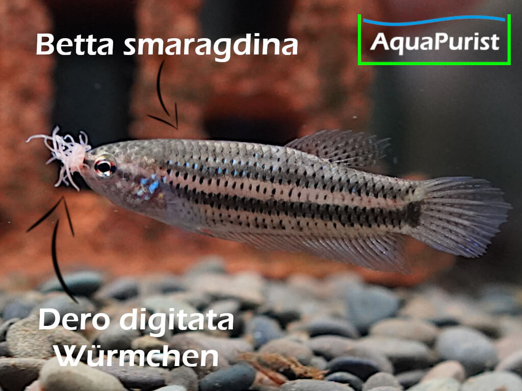 Mikrofex Dero digitata Würmer Lebendfutter werden von Betta smaragdina gefressen