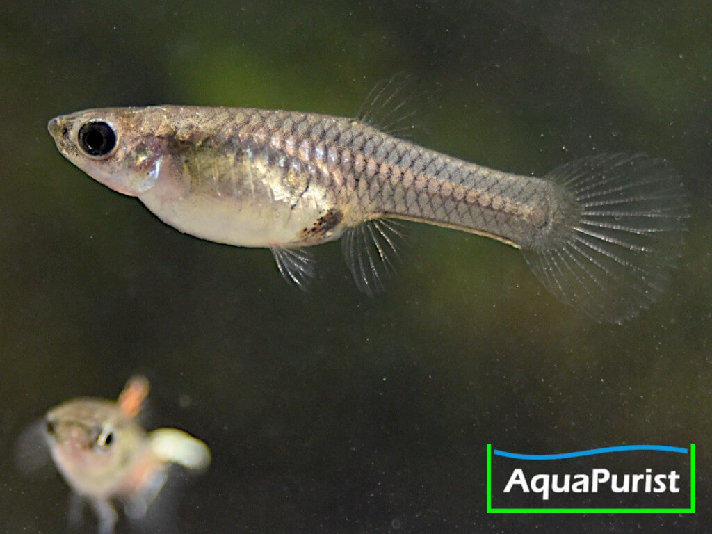 Endler Guppy „Snakeskin“ (Poecilia wingei) – Campoma No. 31