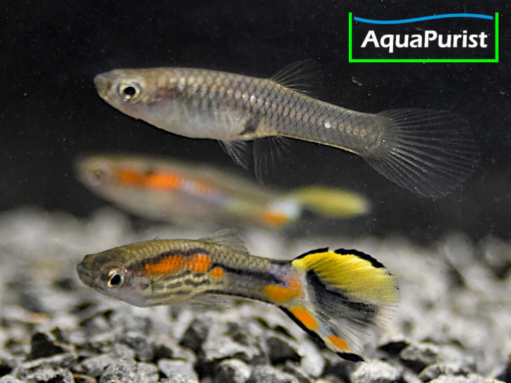 Endler Guppy Campoma No. 7 (Poecilia wingei)