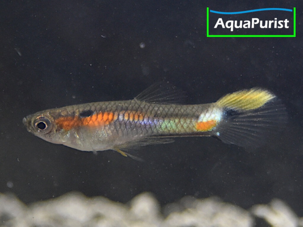 Endler Guppy Campoma No. 7 (Poecilia wingei)
