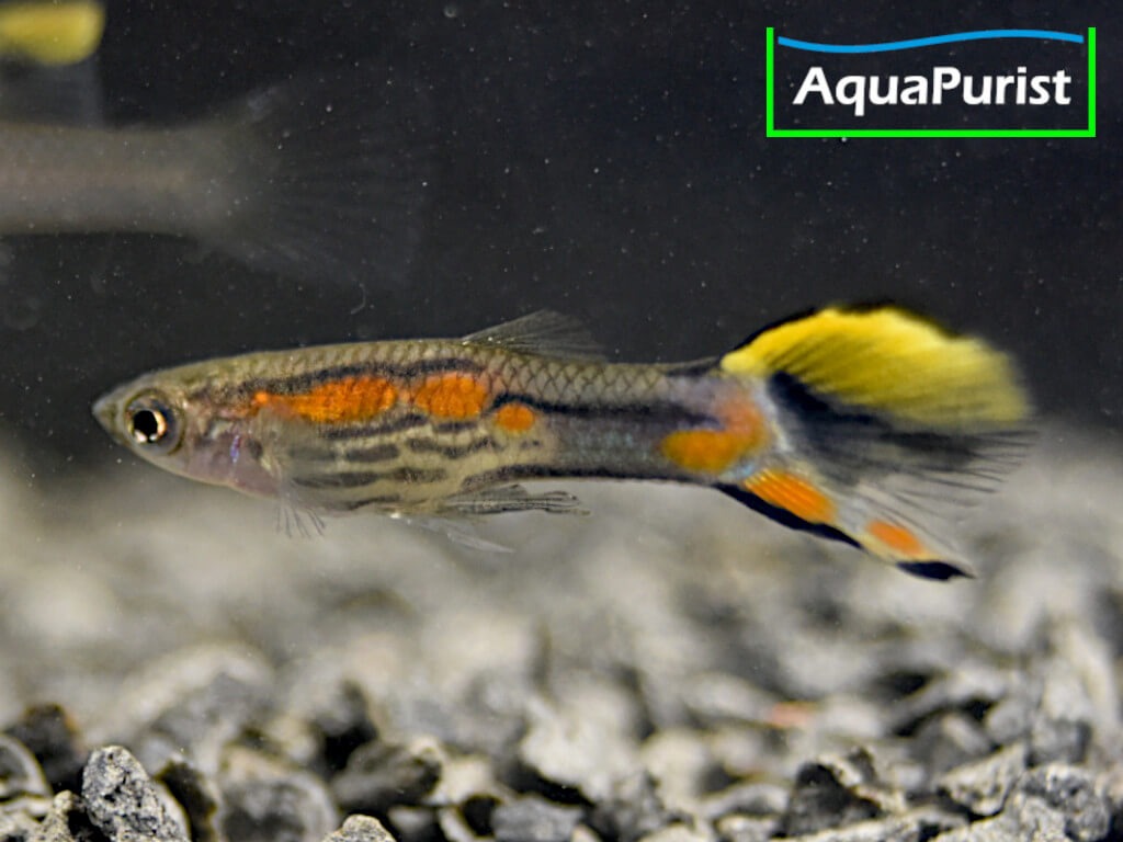 Endler Guppy Campoma No. 7 (Poecilia wingei)