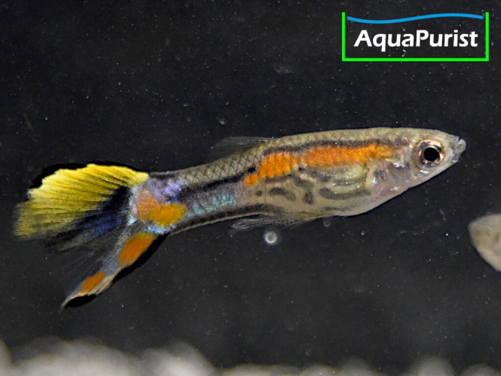 Endler Guppy Campoma No. 7 (Poecilia wingei)