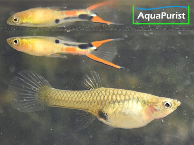 Endler Guppy (Poecilia wingei) – Cumana „El Dorado“