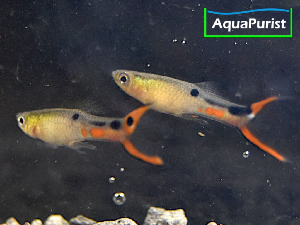 Endler Guppy (Poecilia wingei) – Cumana „El Dorado“ Endler Guppy (Poecilia wingei) – Cumana „El Dorado“