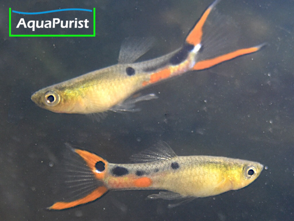 Endler Guppy (Poecilia wingei) – Cumana „El Dorado“ Endler Guppy (Poecilia wingei) – Cumana „El Dorado“