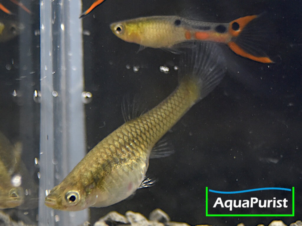 Endler Guppy (Poecilia wingei) – Cumana „El Dorado“ Endler Guppy (Poecilia wingei) – Cumana „El Dorado“