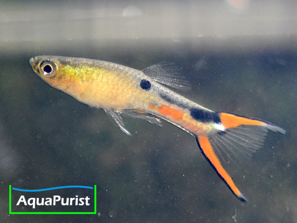 Endler Guppy (Poecilia wingei) – Cumana „El Dorado“ Endler Guppy (Poecilia wingei) – Cumana „El Dorado“