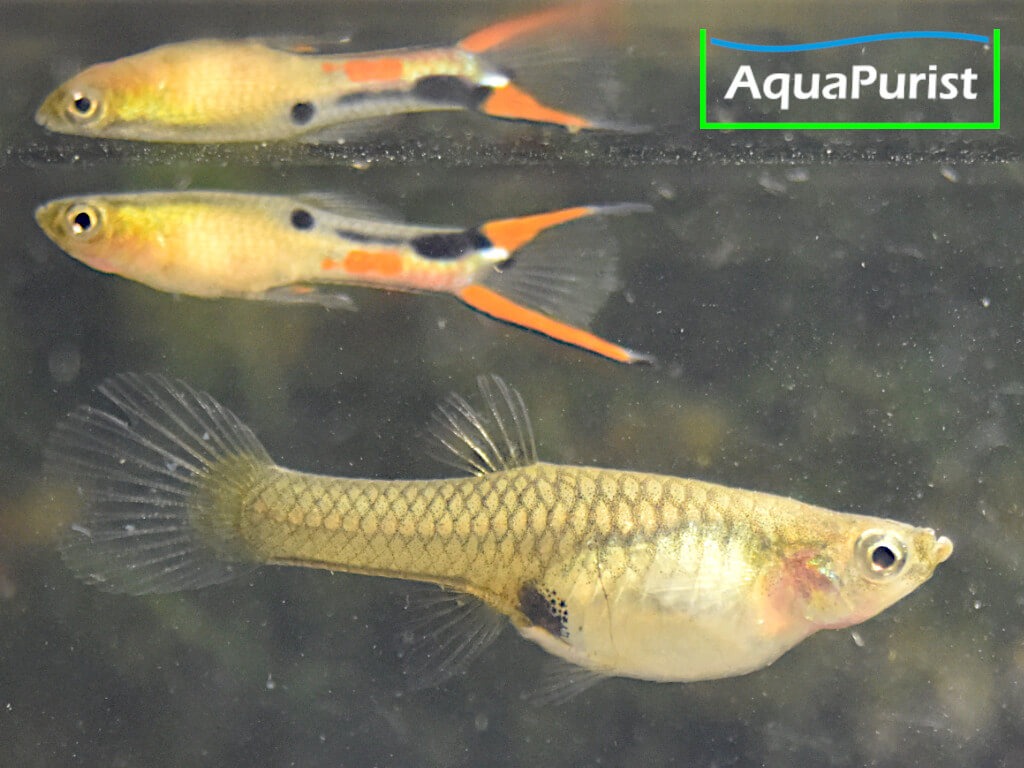 Endler Guppy (Poecilia wingei) – Cumana „El Dorado“ Endler Guppy (Poecilia wingei) – Cumana „El Dorado“