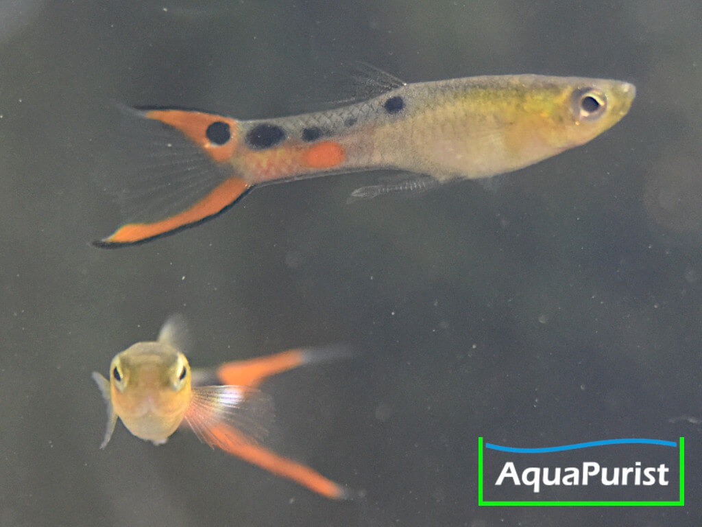 Endler Guppy (Poecilia wingei) – Cumana „El Dorado“ Endler Guppy (Poecilia wingei) – Cumana „El Dorado“