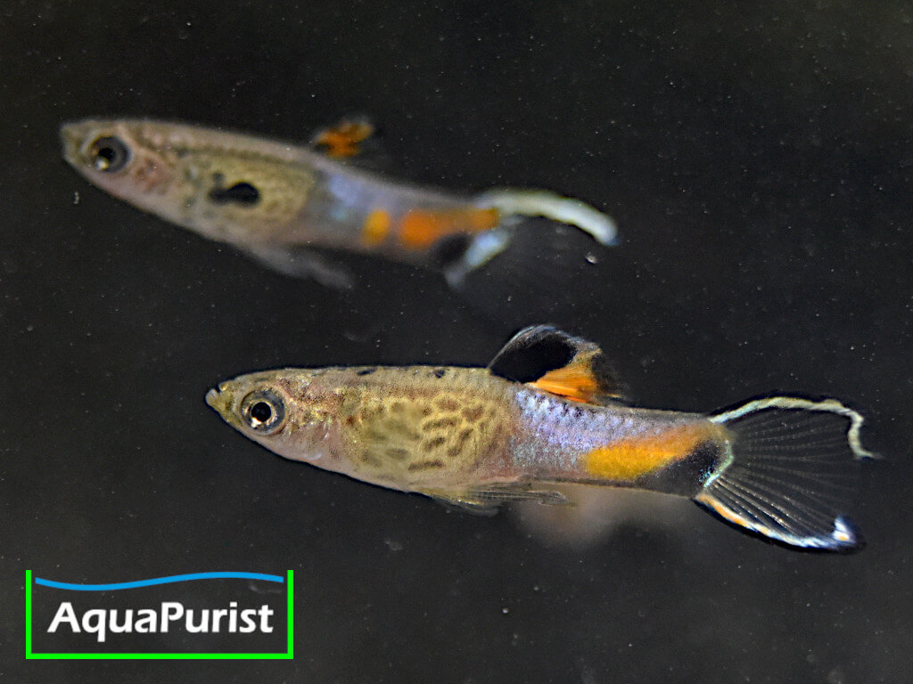 Endler Guppy „Snakeskin“ (Poecilia wingei) – Campoma No. 31 Endler Guppy „Snakeskin“ (Poecilia wingei) – Campoma No. 31