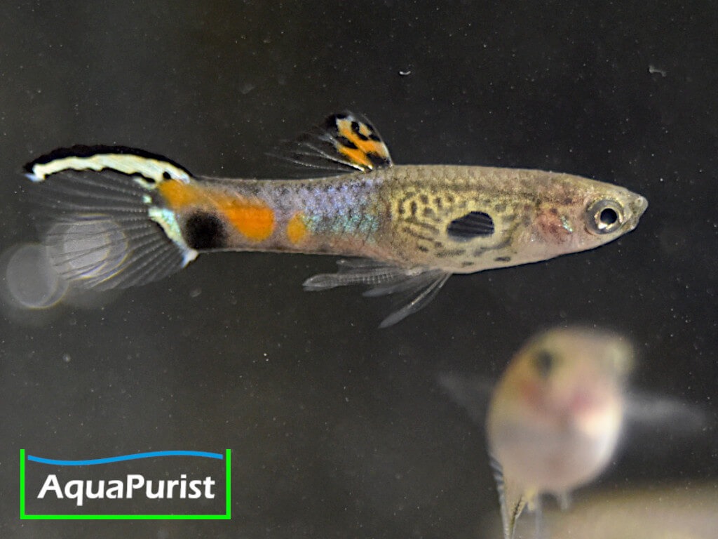 Endler Guppy „Snakeskin“ (Poecilia wingei) – Campoma No. 31 Endler Guppy „Snakeskin“ (Poecilia wingei) – Campoma No. 31