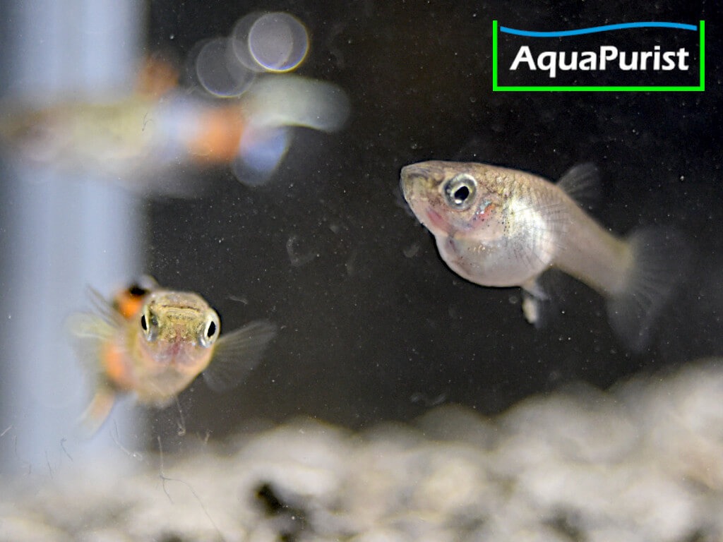 Endler Guppy „Snakeskin“ (Poecilia wingei) – Campoma No. 31 Endler Guppy „Snakeskin“ (Poecilia wingei) – Campoma No. 31