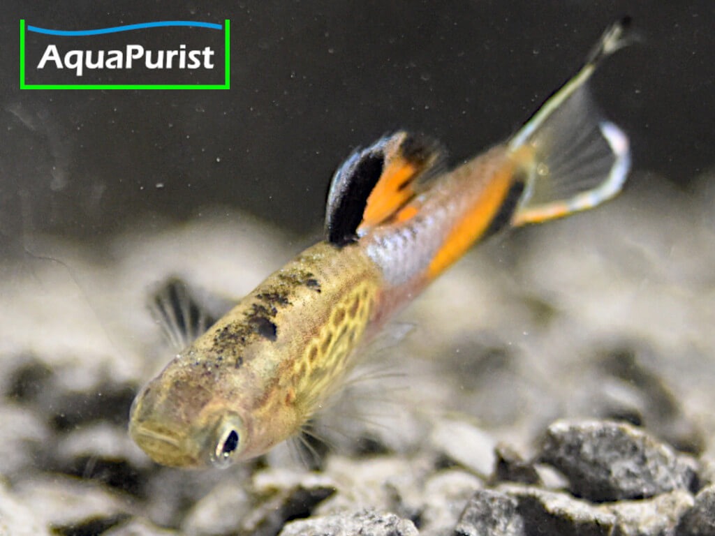 Endler Guppy „Snakeskin“ (Poecilia wingei) – Campoma No. 31 Endler Guppy „Snakeskin“ (Poecilia wingei) – Campoma No. 31