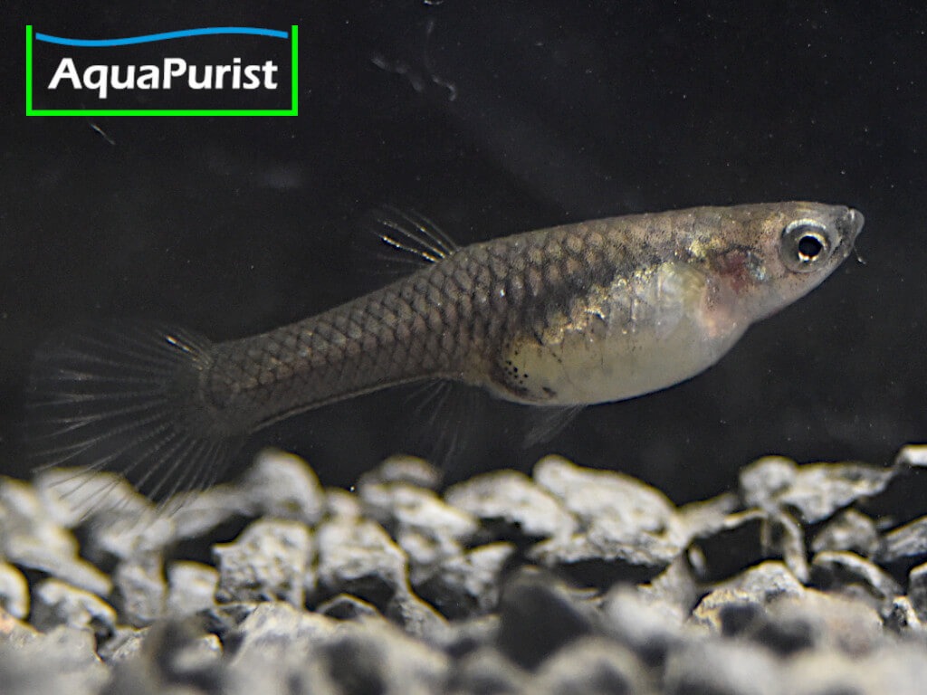 Endler Guppy „Snakeskin“ (Poecilia wingei) – Campoma No. 31 Endler Guppy „Snakeskin“ (Poecilia wingei) – Campoma No. 31