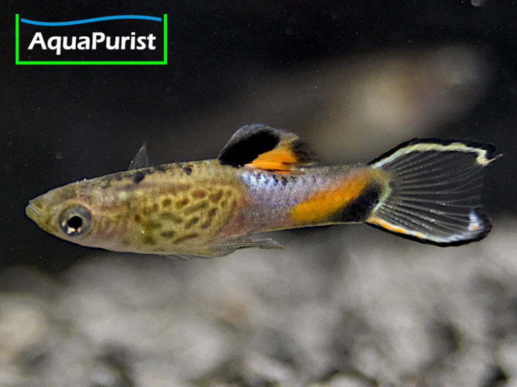 Endler Guppy „Snakeskin“ (Poecilia wingei) – Campoma No. 31 Endler Guppy „Snakeskin“ (Poecilia wingei) – Campoma No. 31