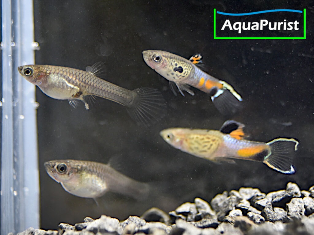 Endler Guppy „Snakeskin“ (Poecilia wingei) – Campoma No. 31_9 Endler Guppy „Snakeskin“ (Poecilia wingei) – Campoma No. 31