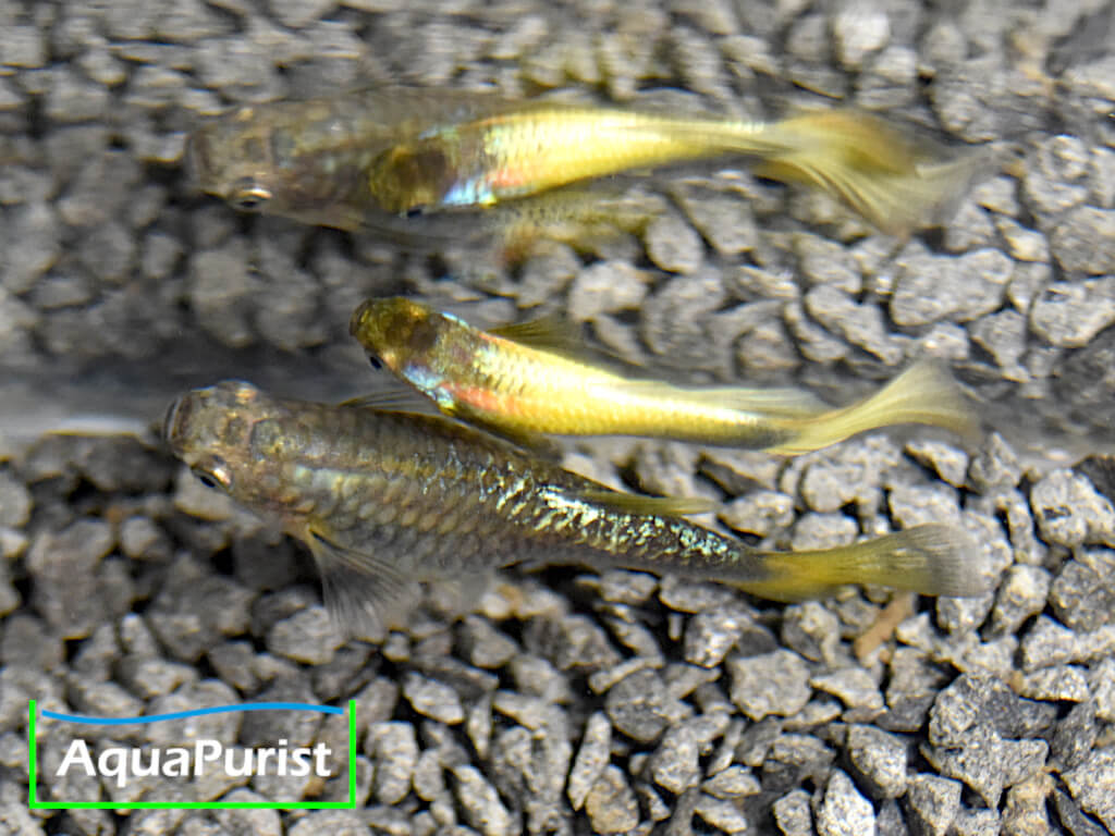 Gold Guppy Hochzucht Rundschwanz (Poecilia reticulata)