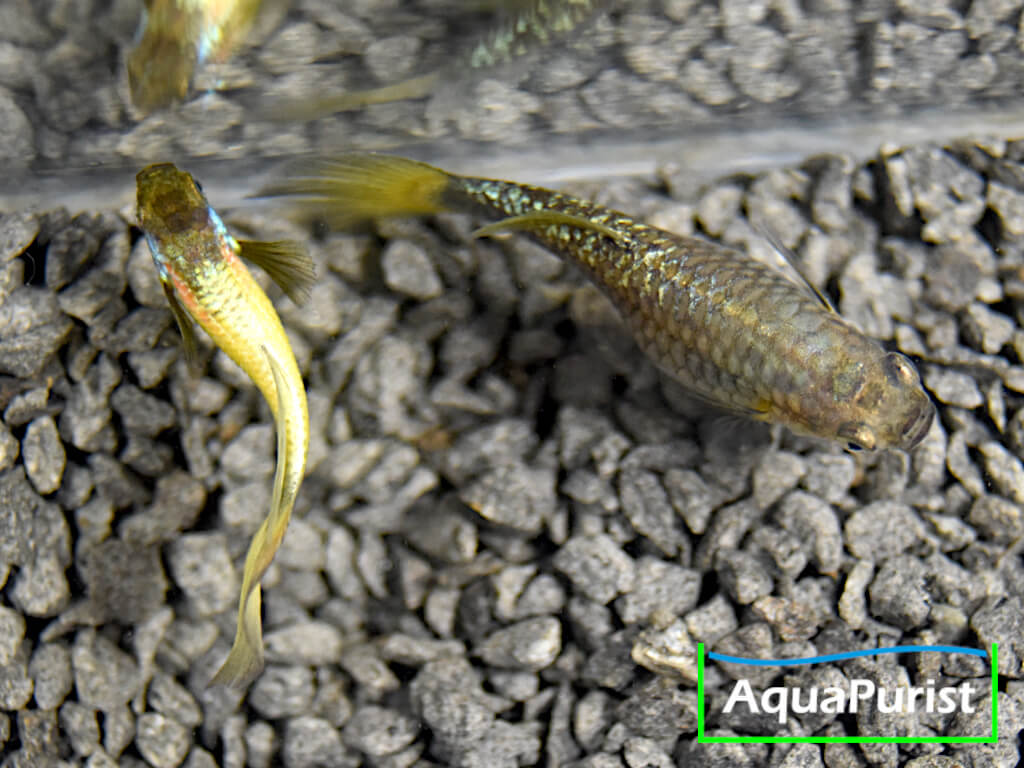 Gold Guppy Hochzucht Rundschwanz (Poecilia reticulata)
