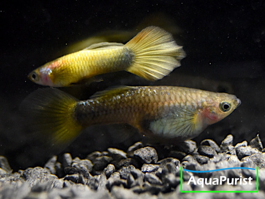Gold Guppy Hochzucht Rundschwanz (Poecilia reticulata)