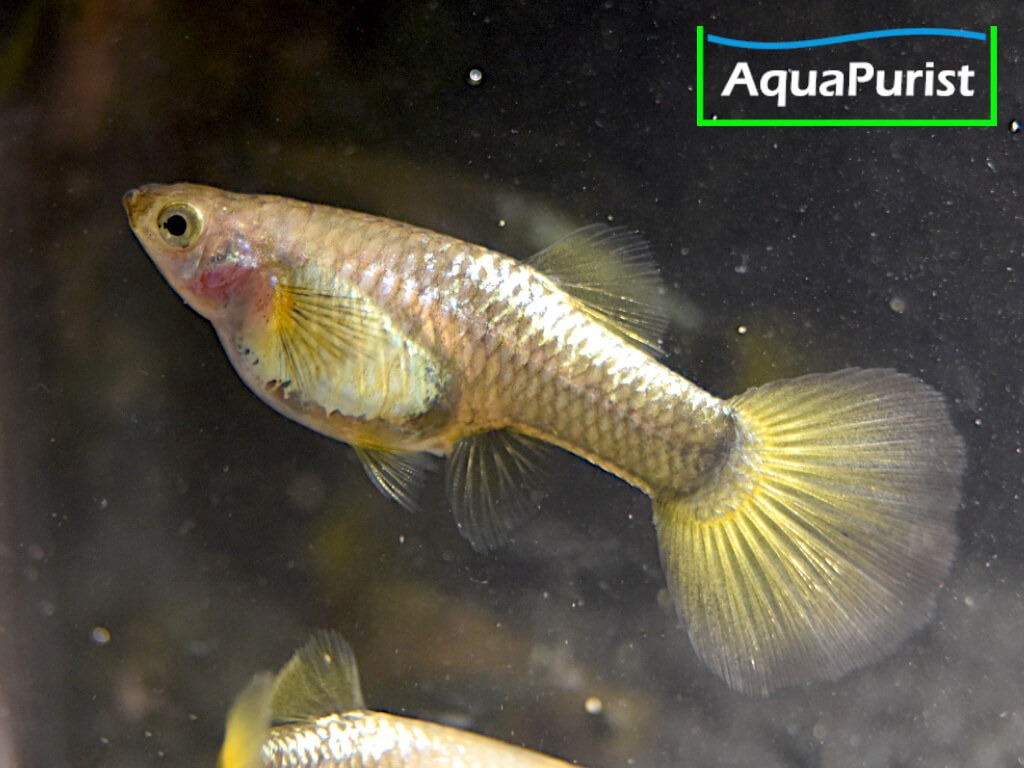 Gold Guppy Hochzucht Rundschwanz (Poecilia reticulata)
