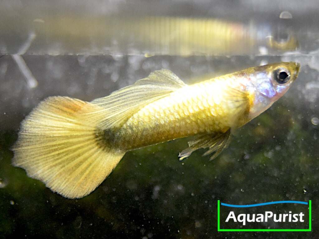 Gold Guppy Hochzucht Rundschwanz (Poecilia reticulata)