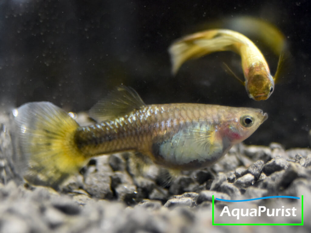 Gold Guppy Hochzucht Rundschwanz (Poecilia reticulata)