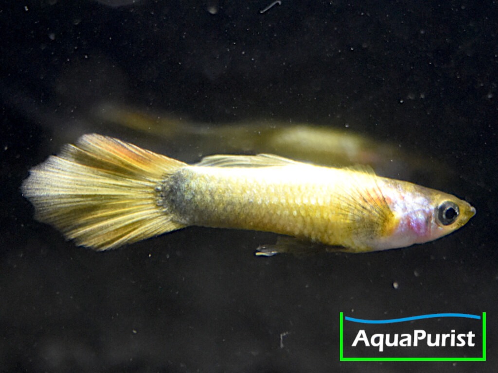 Gold Guppy Hochzucht Rundschwanz (Poecilia reticulata)