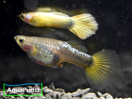 Gold Guppy Hochzucht Rundschwanz (Poecilia reticulata)